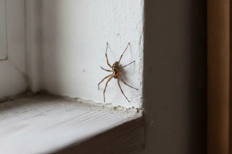 Die Große Winkelspinne wird bis zu sechs Jahre alt, Männchen sterben rund 18 Monate nach der Paarung, Weibchen leben etwa zweieinhalb Jahre