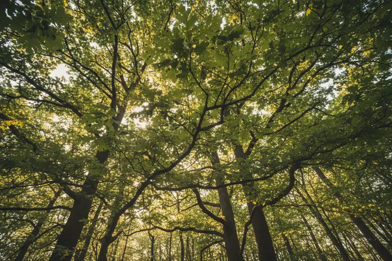 480 Millionen Feldmaikäfer schwärmen 2026 im Hessischen Ried und fressen Blätter von Eichen und Buchen