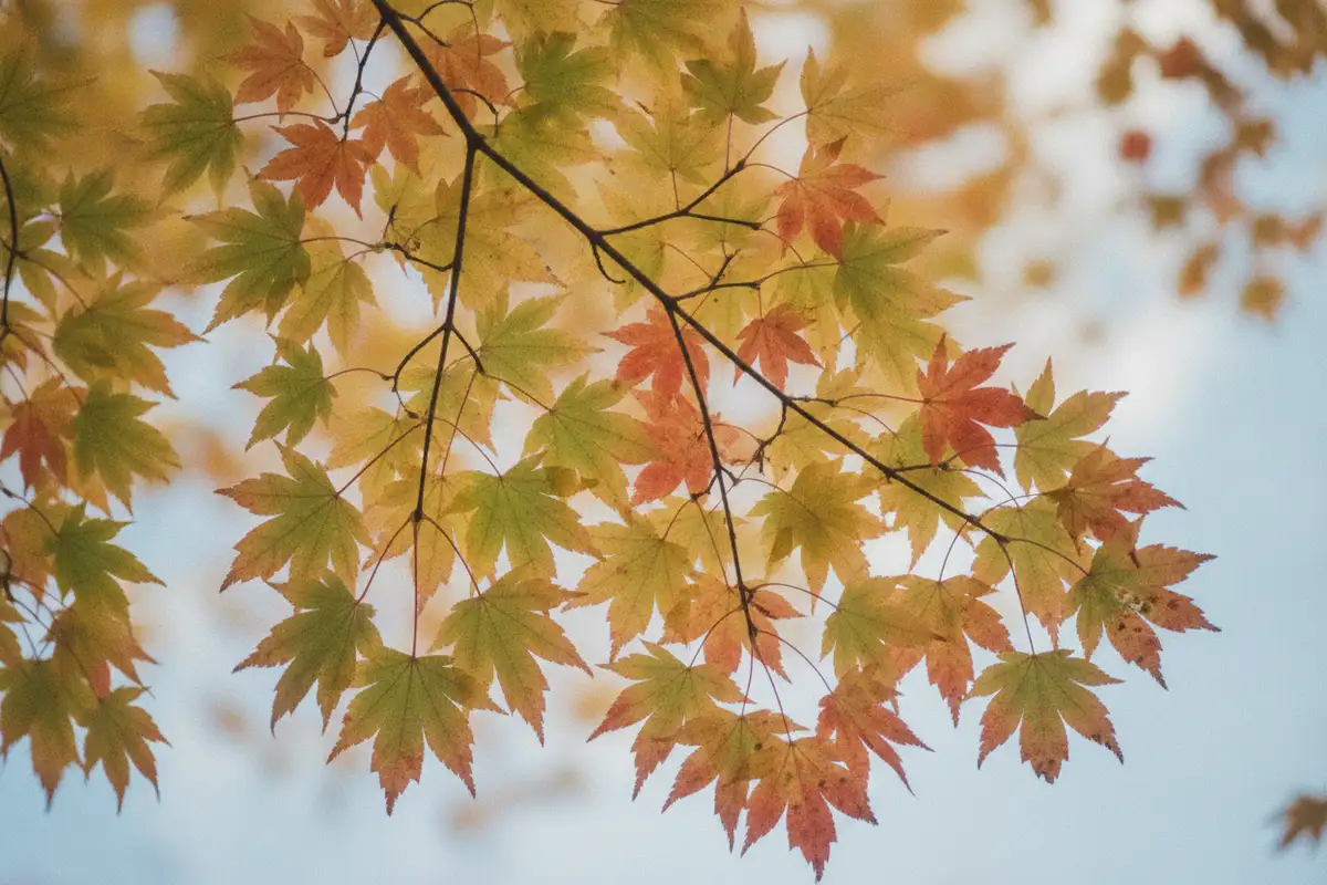 Warum verfärben sich die Blätter im Herbst?