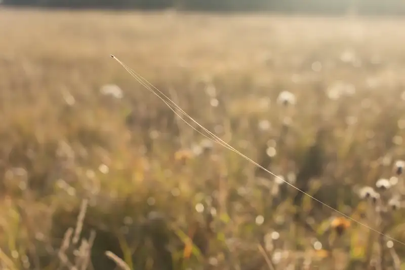 Bei den Baldachinspinnen fliegen auch ausgewachsene Tiere mit, eine Spinne produziert dafür rund 50 bis 60 Seidenfäden