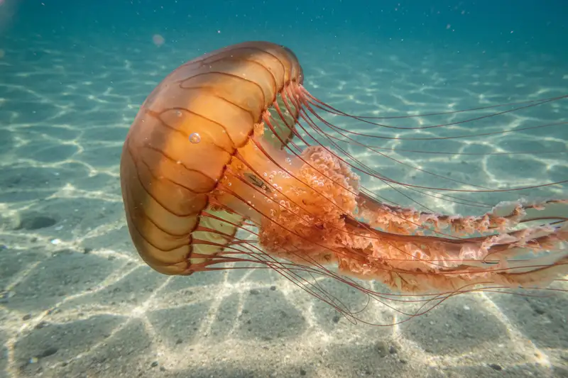 Feuerquallen wie Cyanea capillata können bei Kontakt noch Tage nach dem Ableben Nesselzellen auslösen
