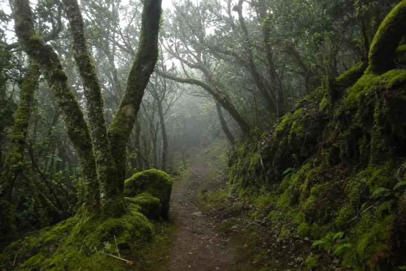 Im Nationalpark Garajonay auf La Gomera wächst seit 1986 UNESCO-geschützter Lorbeer-Nebelwald, der größte zusammenhängende seiner Art