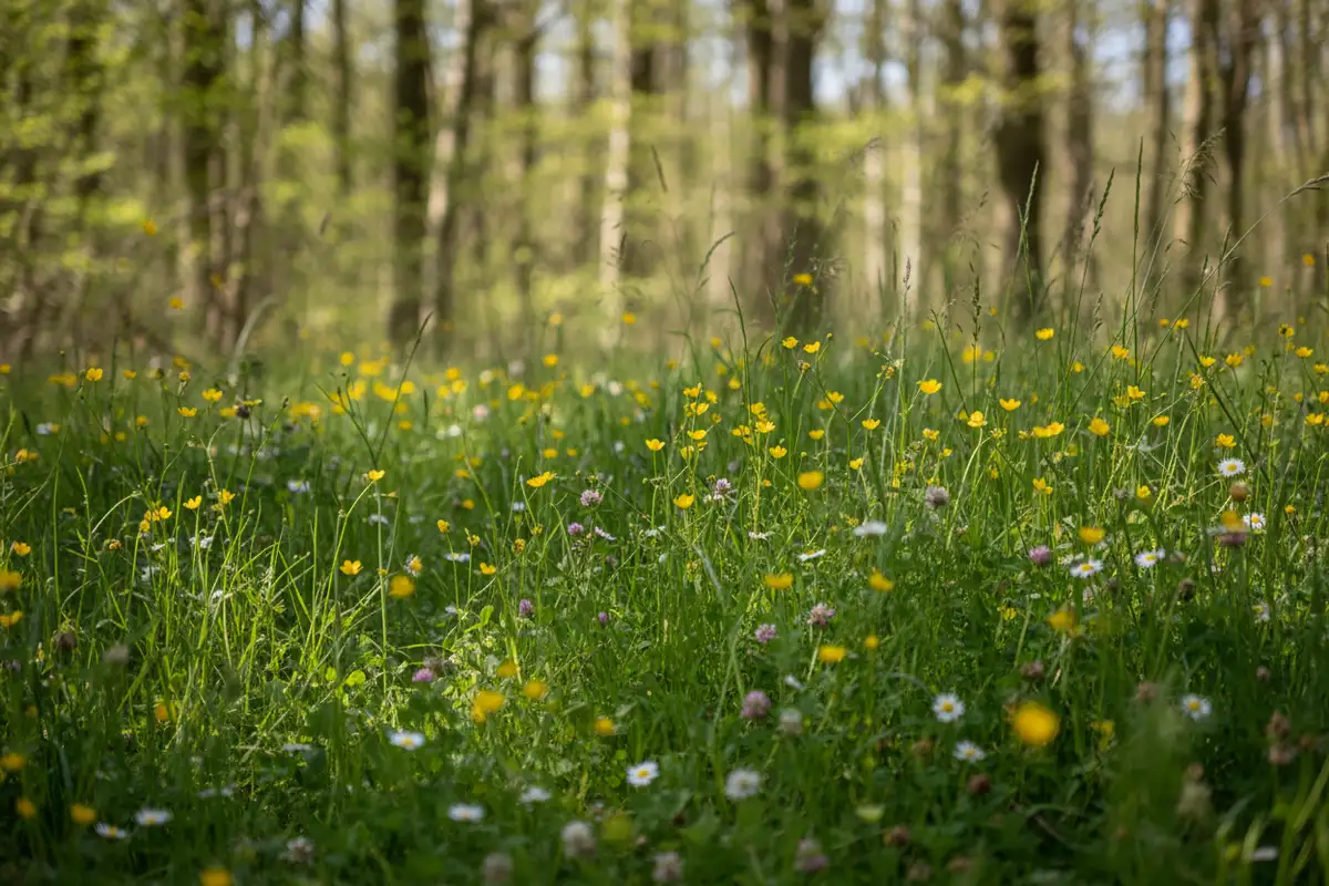 Wo sind die FSME-Risikogebiete 2026? Karte und Zecken-Warnung