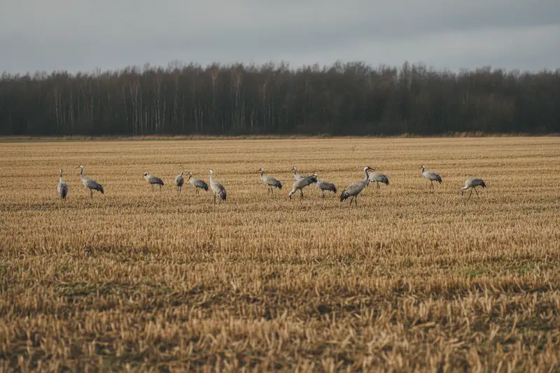 Kraniche rasten auf abgeernteten Feldern und fressen sich vor dem Weiterflug Reserven an
