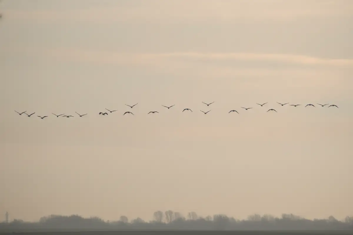 Wohin fliegen Zugvögel im Winter?
