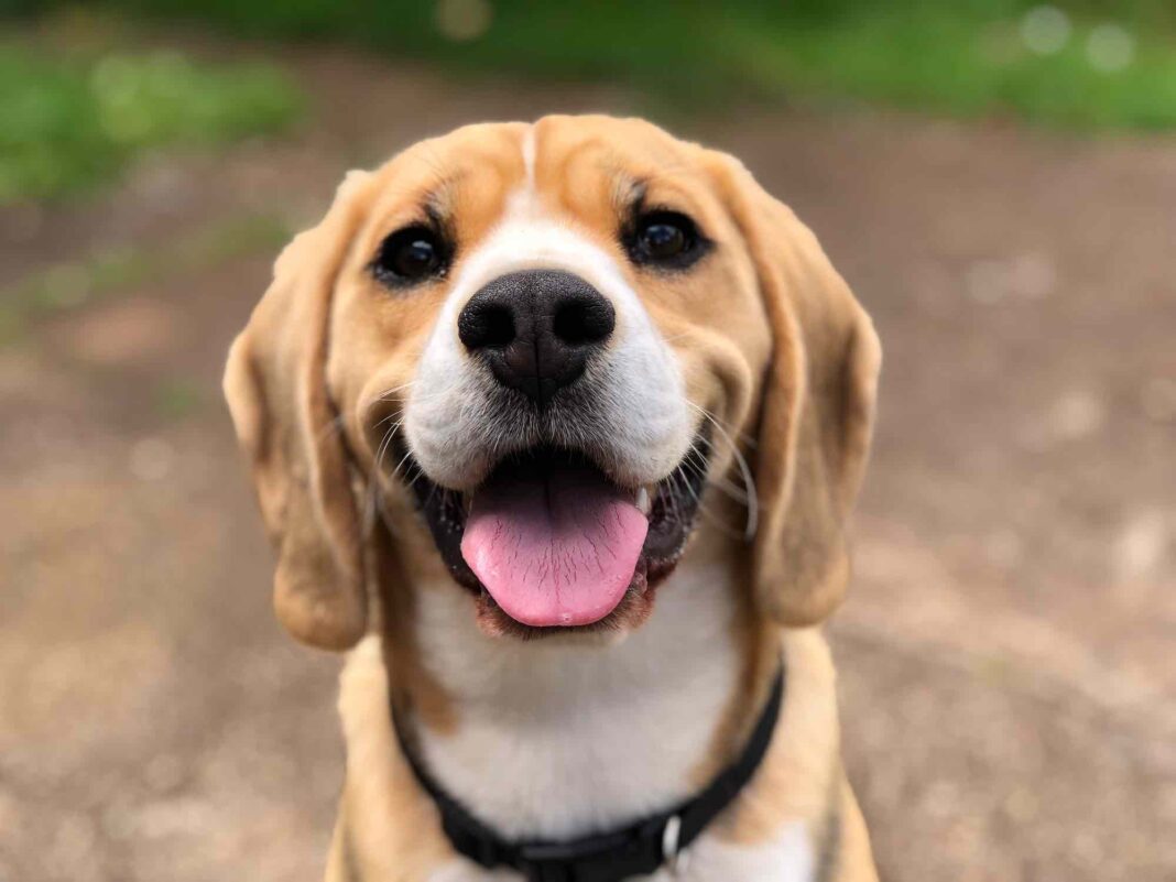 Warum leckt mein Hund mich ab?