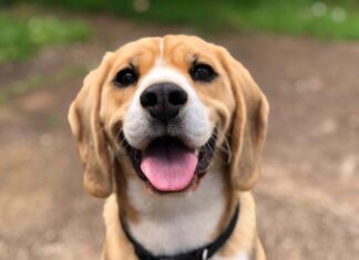 Warum leckt mein Hund mich ab?