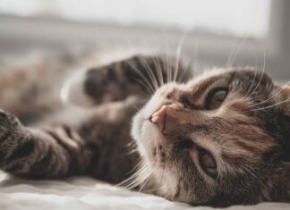 Welche Katze passt zu mir?