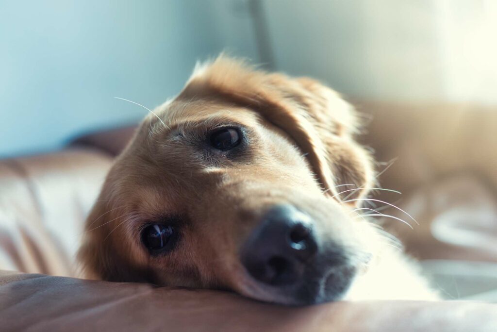 Wer nimmt meinen Hund?