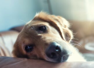 Wer nimmt meinen Hund?