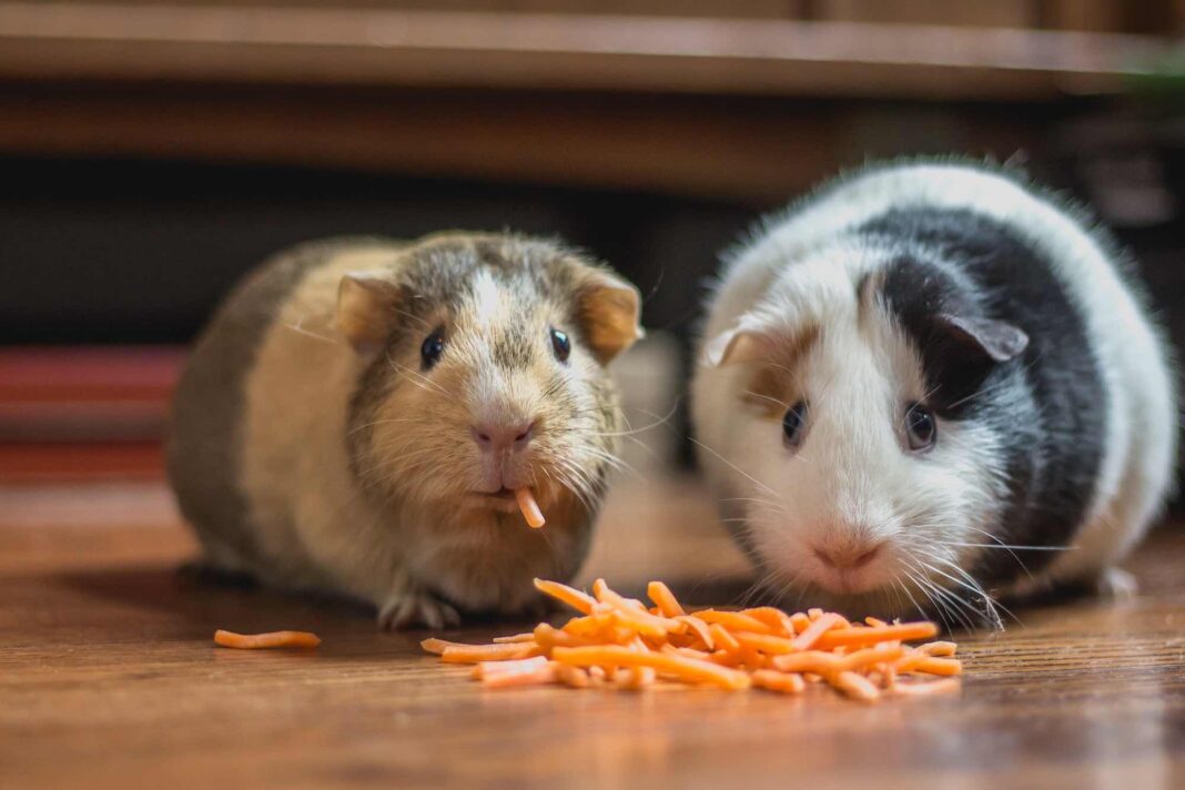 Wie alt werden Meerschweinchen?