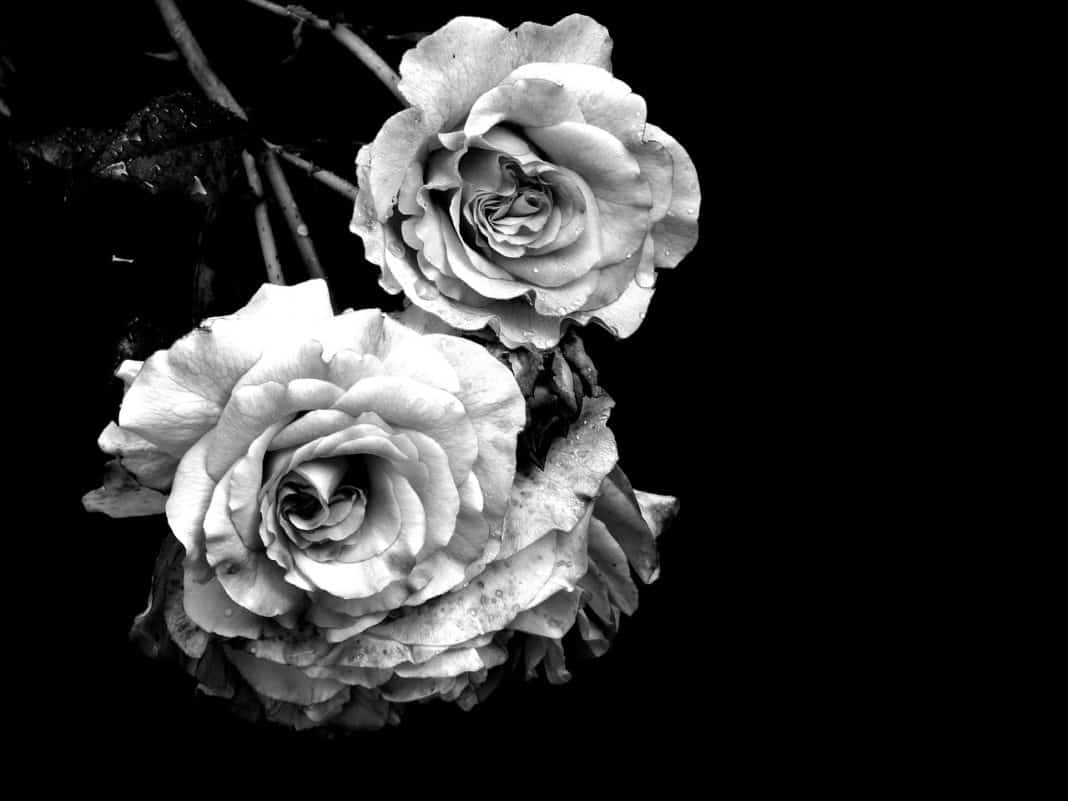 Rosen auf schwarzen Hintergrund