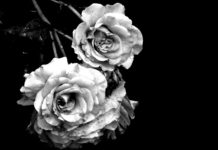 Rosen auf schwarzen Hintergrund