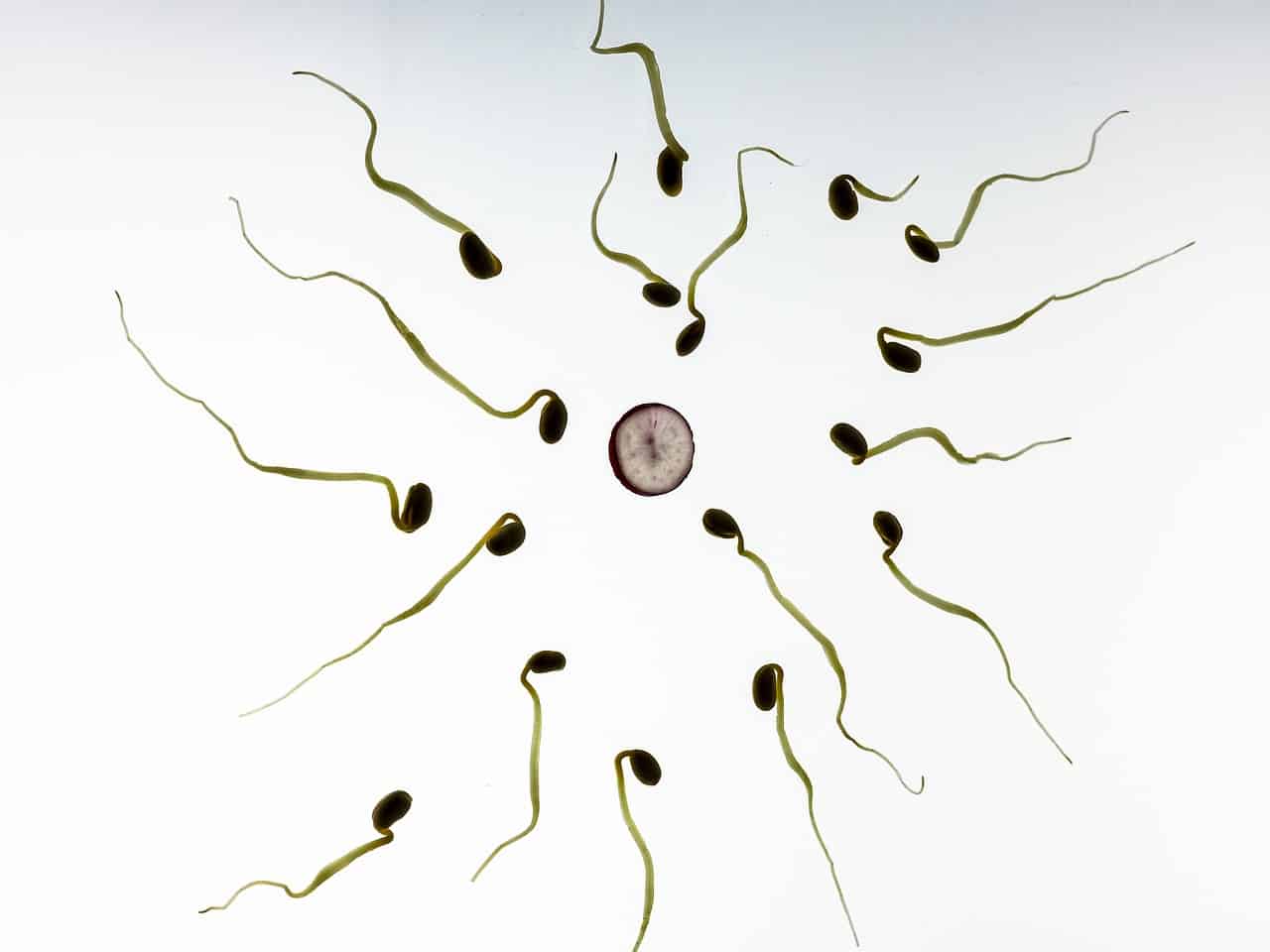 Überleben mund spermien im lange wie Fruchtbarkeit: Wie